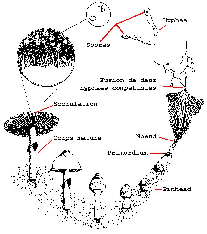 Shma du cycle de vie du champignon